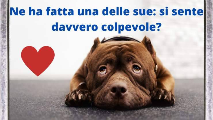 Che significa quando il cane fa la faccia da colpevole Il cane fa la faccia da colpevole