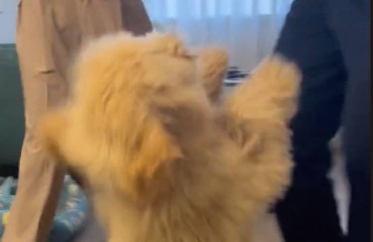 phoebe cane balla tormentone