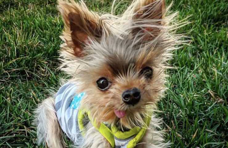 pip cagnolina fin vita