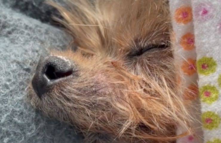 pip cagnolina fin vita