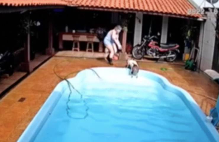 Pitbull salva piccolo tuffo