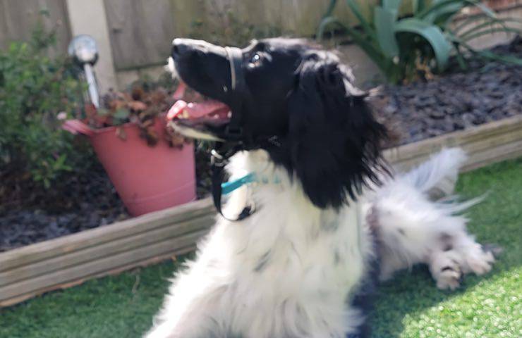 poppy cane thomas diabete