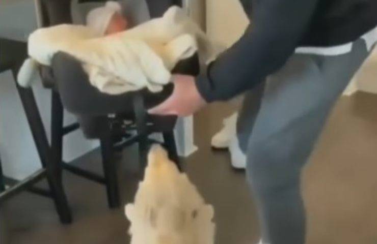 cane bambino video