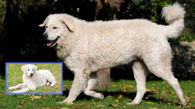 Di cosa si ammala un Kuvasz Malattie più comuni del Kuvasz