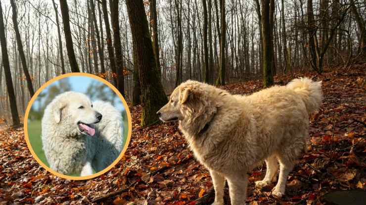 Curiosità sul Kuvasz