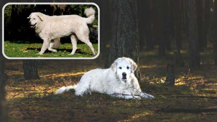 Che cosa dobbiamo sapere sull'avere un Kuvasz in casa Adottare un Kuvasz