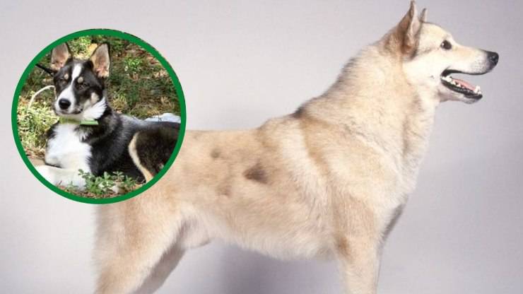 Adottare un Laika della Siberia orientale