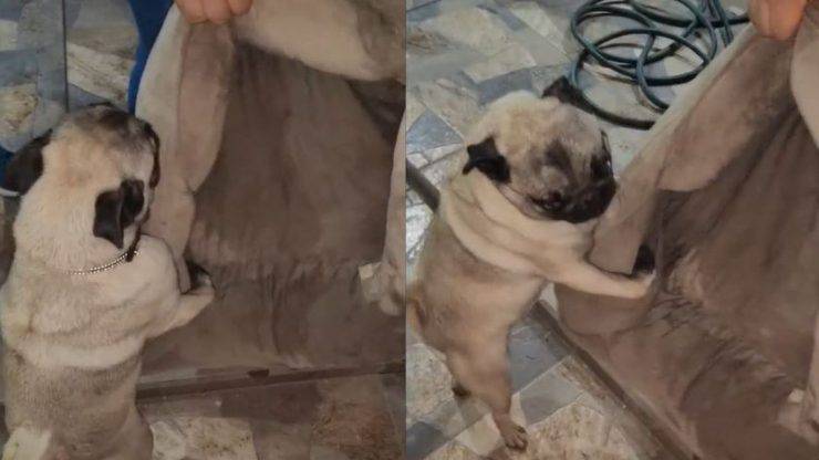 cane aggrappa vecchia cuccia