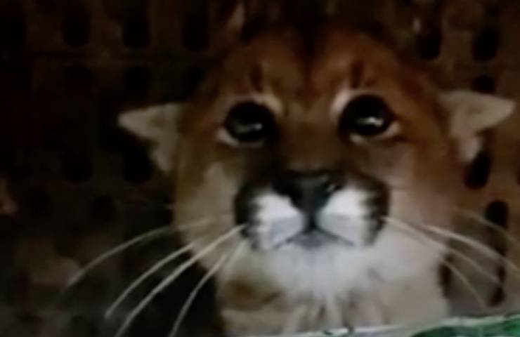 puma ritrovato scarico città