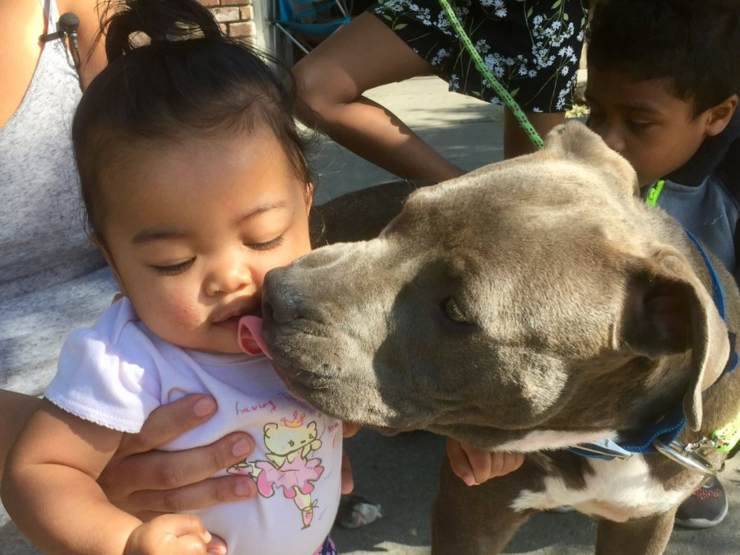 sasha pitbull bambina