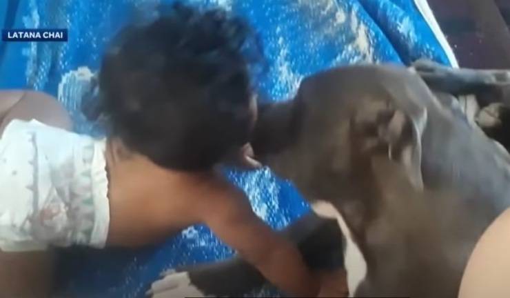 sasha pitbull bambina