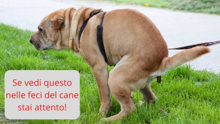 Se vedi questo nelle feci del cane