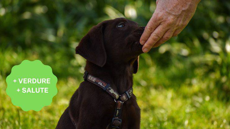 Verdure adatte al cane Verdure adatte al cane