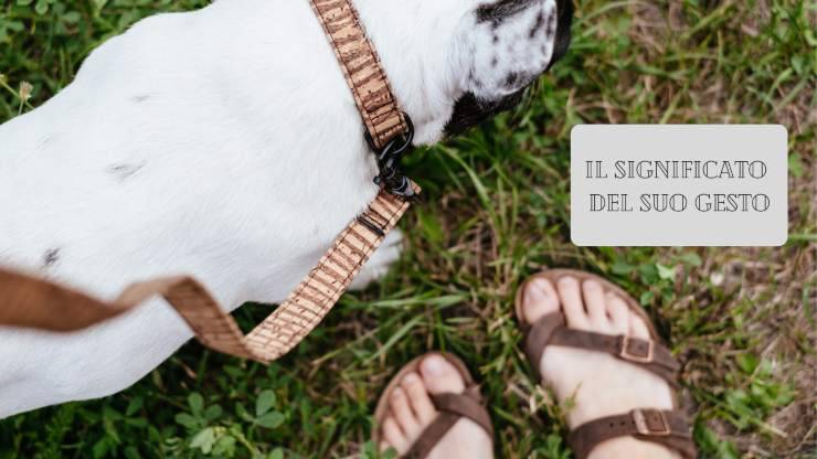 Perché il cane ti lecca i piedi e cosa significa per il suo questo comportamento
