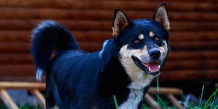 Laika della Siberia orientale