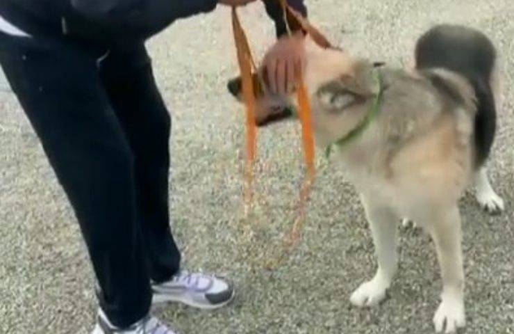 Vip adotta cane