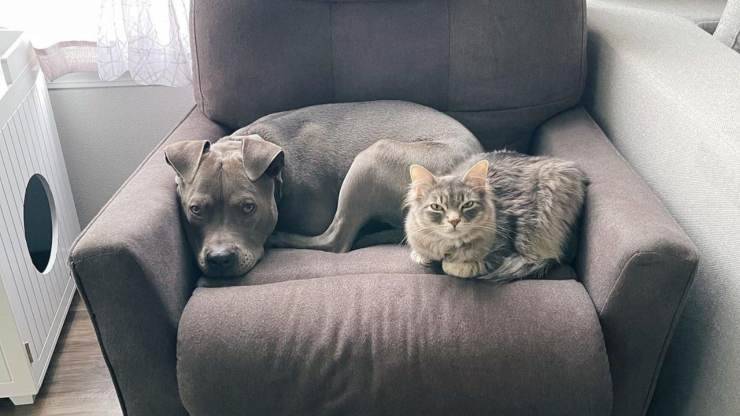 cane e gatto