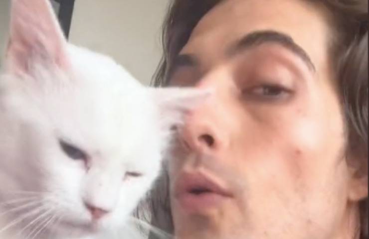 gatto Ziggy lonely Damiano