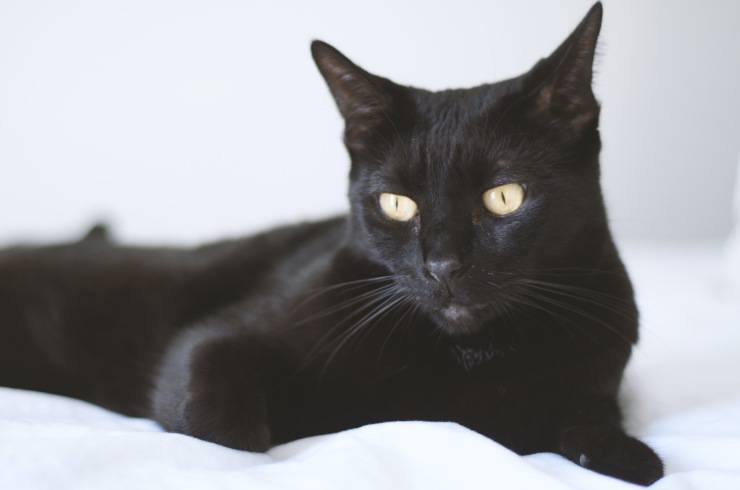 Felino osserva da seduto
