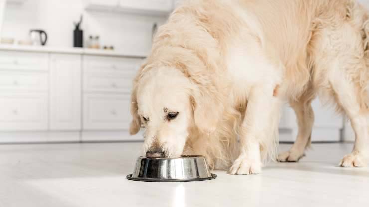 ammorbidire cibo per il cane