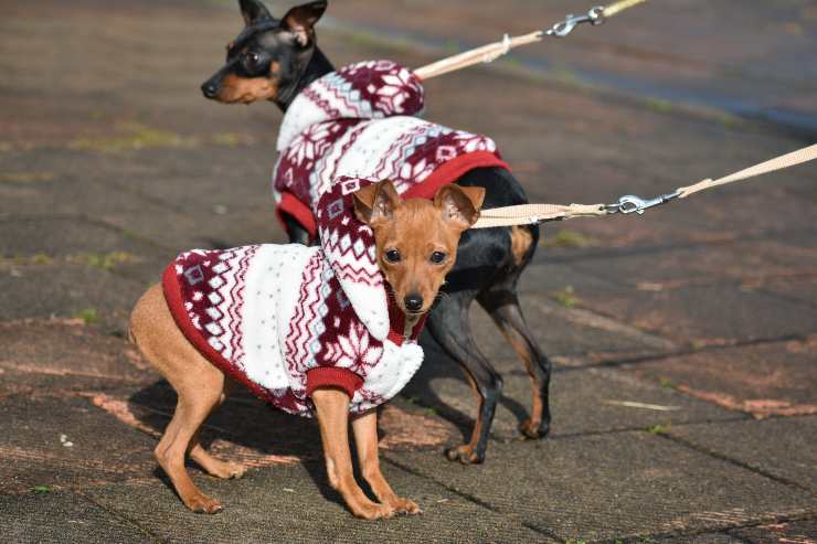 Cagnolini a passeggio