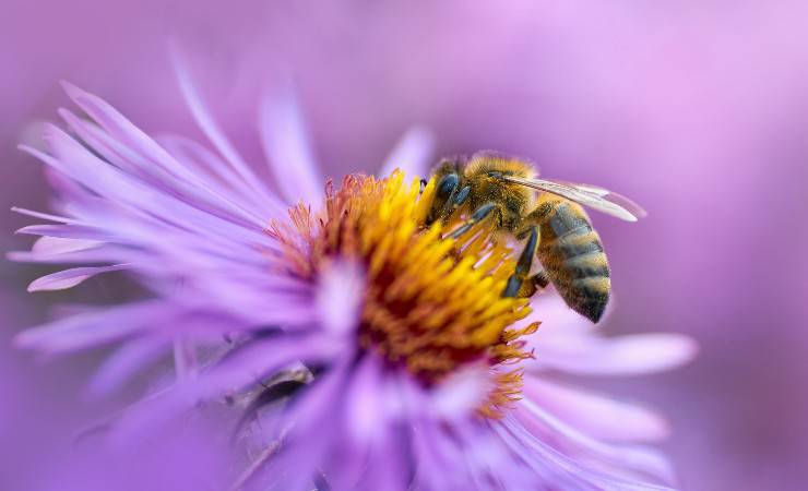 api e colori