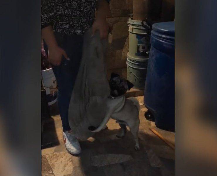 gettano spazzatura lettino cane