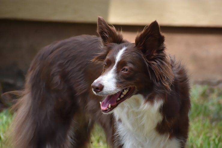 Fido fa movimento