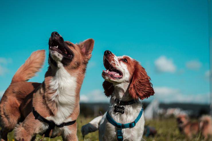 Come difendere il tuo cane da un altro cane