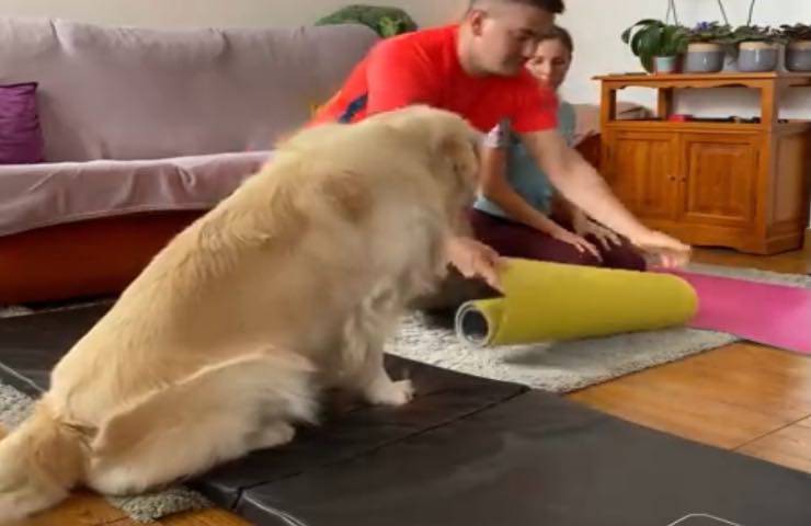 Allenamento cane
