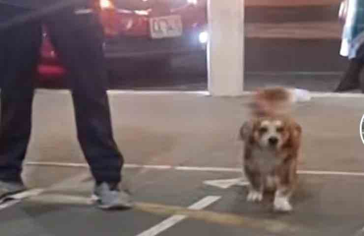 Cane stazione