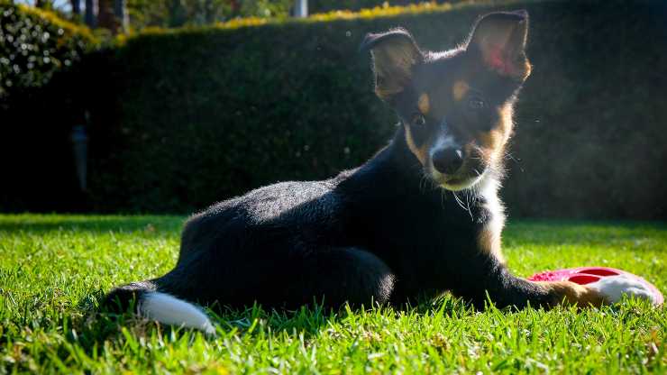 cane