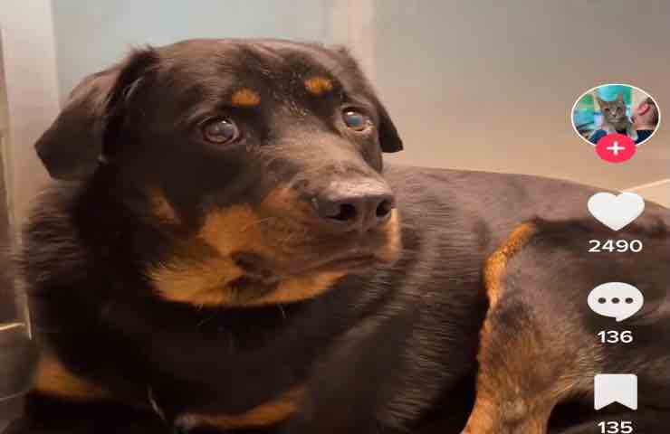 Rottweiler aspetta