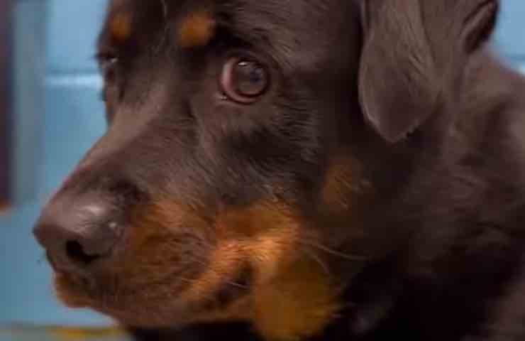 Rottweiler aspetta