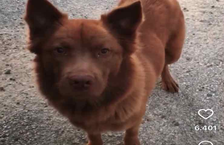 Cagnolina donna