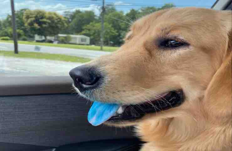 Cane lingua blu