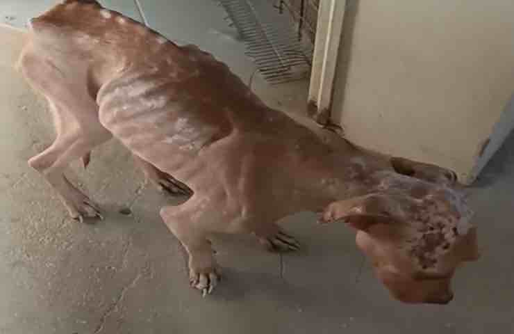 Zara Pitbull