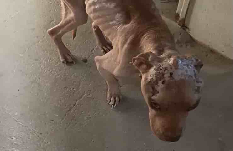 Cane dimagrito
