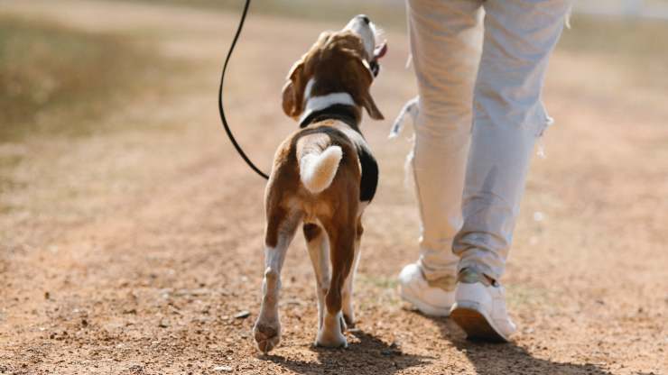 cane a passeggio