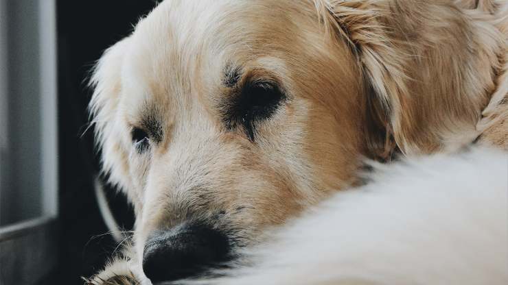 cane apatico