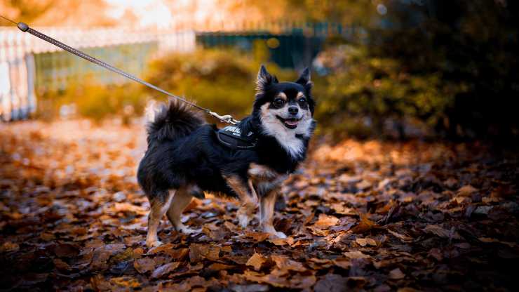 cane autunno