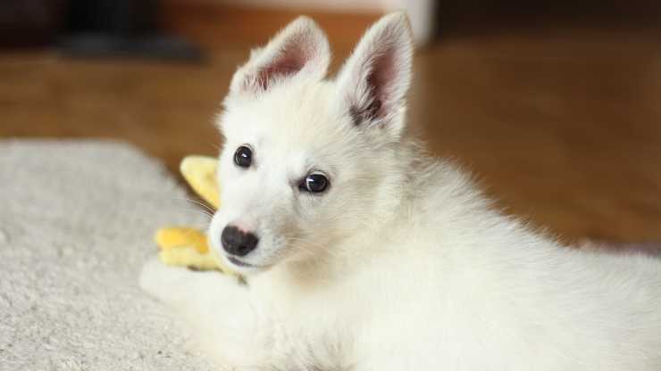 cane che guarda