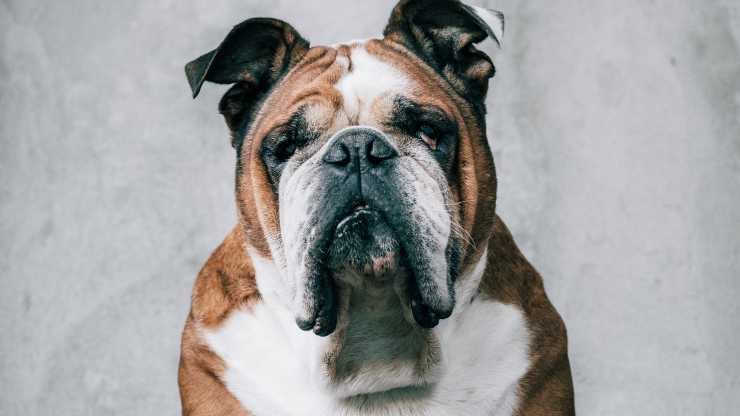 cane guarda