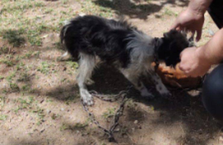 cagnolino salvataggio maltrattamenti padrone