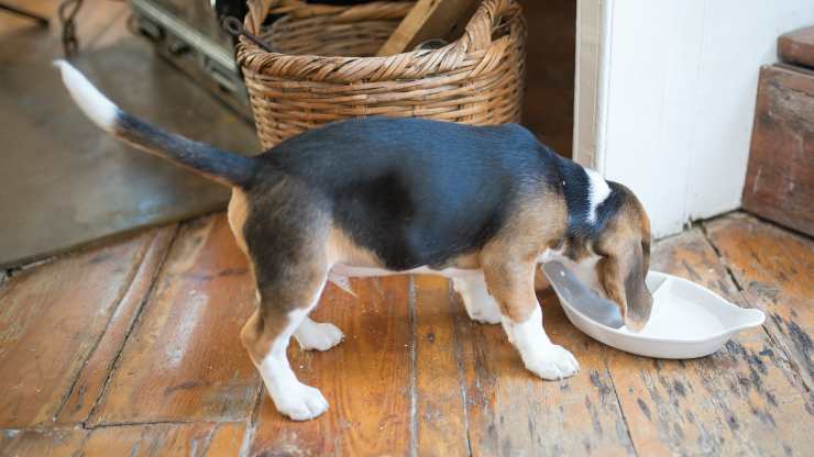 cane mangia