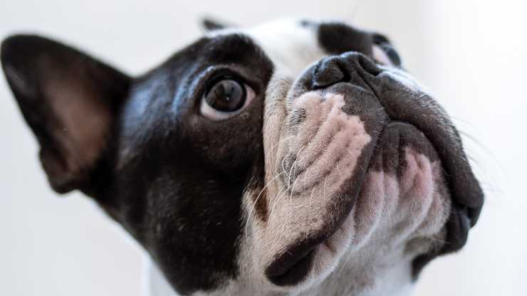 cane occhi