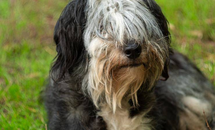 cane da pastore della Russia meridionale 