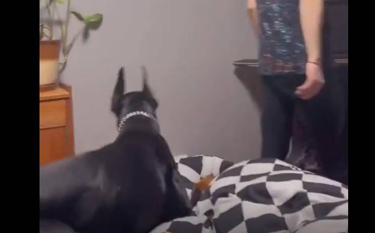 padrone cuccia cane