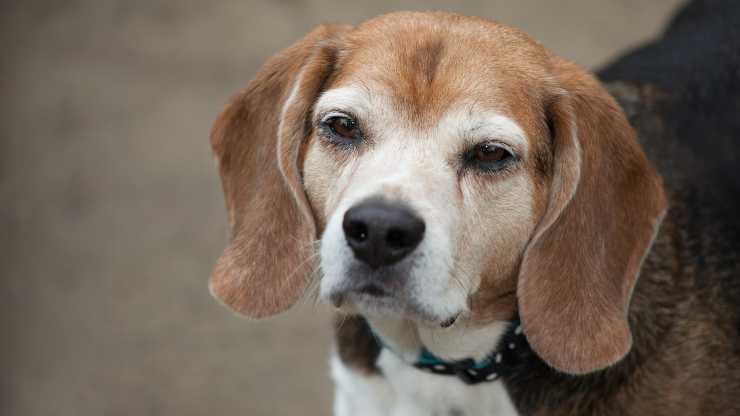 cane ti giudica
