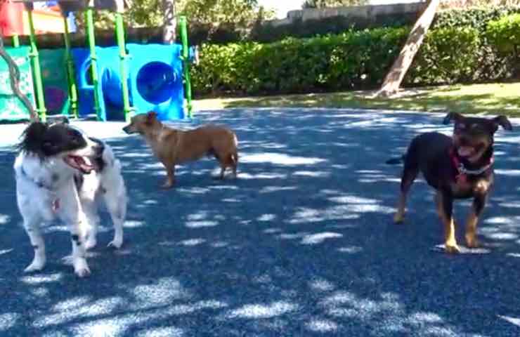 Cagnolini padrone muore